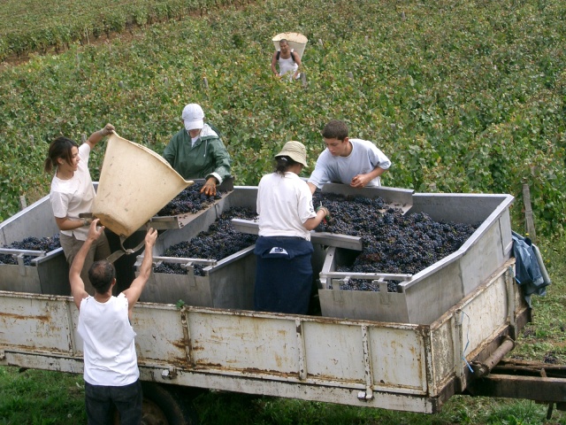 Harvesting grapes by hand in Burgundy